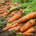 Какие сорта моркови лучше всего подходят для выращивания на Урале