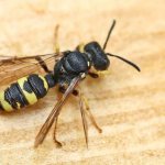Каков жизненный цикл осы и сколько она живет