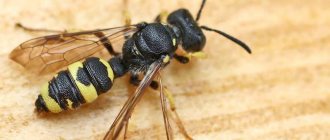 Каков жизненный цикл осы и сколько она живет