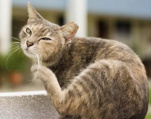 Капли для котят от блох: виды, применение, дозировка