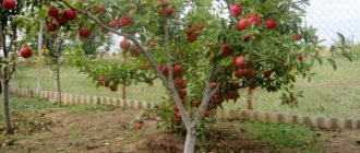 карликовая яблоня