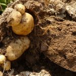 Картофельные клубни в земле