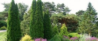 Кипарис вечнозеленый в саду: фото и виды, посадка и уход