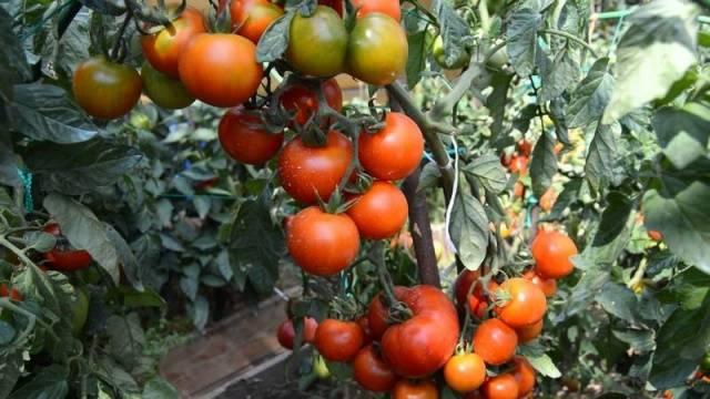 кистевые томаты