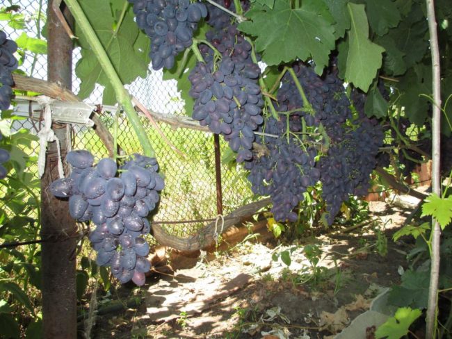Кисти винограда сорта Атос на шпалере вдоль забора из сетки рабицы
