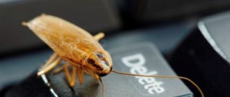 Китайская отрава от тараканов: эффективное средство из Поднебесной по низкой цене