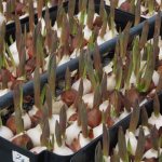 Когда и как сажать луковицы тюльпанов в открытый грунт весной