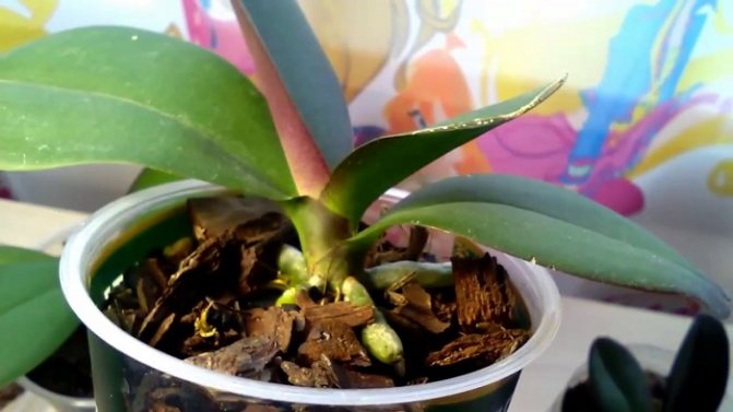 Когда молодая орхидея тронется в рос, в стаканчик можно досыпать субстрат так, чтобы он дошёл до корневой шейки и на 0,5 см прикрыл её. Однако сильно заглублять растение ни в коем случае нельзя.