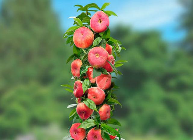 колоновидный персик