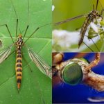 комар долгоножка внешний вид