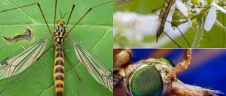комар долгоножка внешний вид