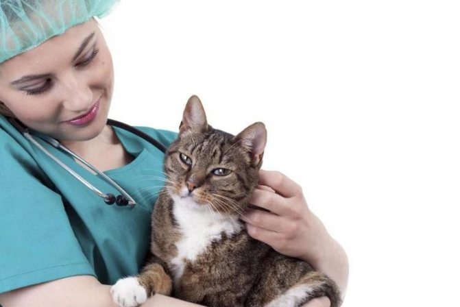 Кот на руках у ветеринара