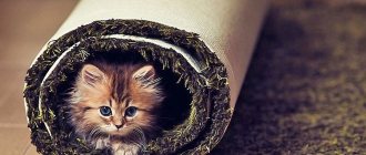 Котенок в ковре