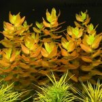 Красивые аквариумные растения