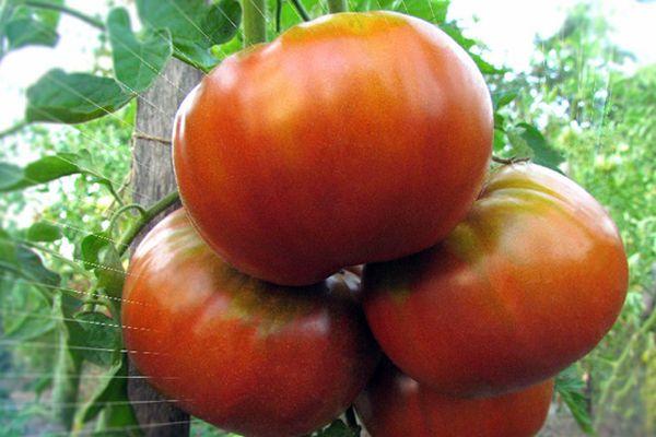 Крупноплодные помидоры