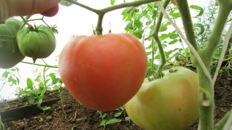 Крупноплодный сорт с деликатным вкусом для диетического питания - томат {amp}quot;Царь колокол{amp}quot;