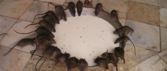 Крысы питаются любой пищей