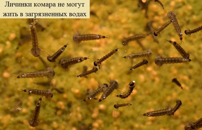 Личинка комара: описание и виды, как называется и чем питается