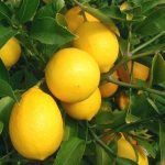 Лимон комнатный сорт Мейера