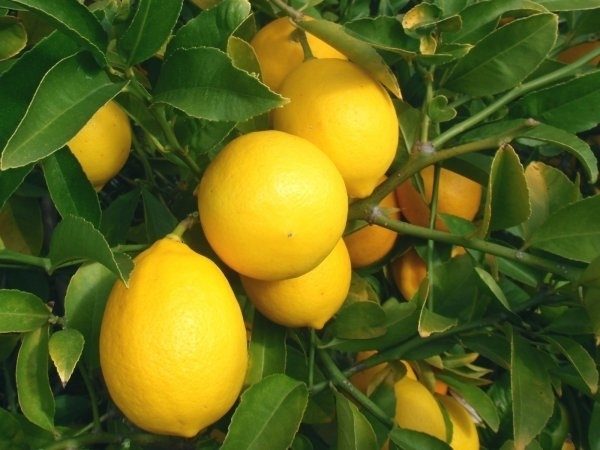 Лимон комнатный сорт Мейера
