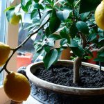 Лимон не терпит застаивания влаги в вазоне