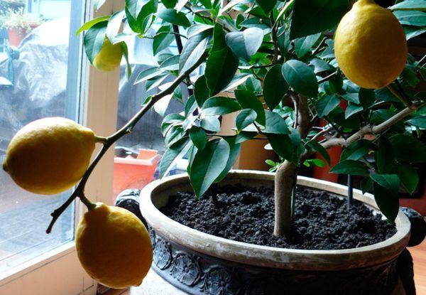 Лимон не терпит застаивания влаги в вазоне