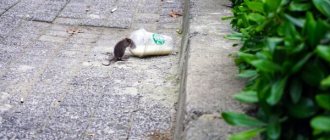 Лучшая приманка для крыс и мышей – верные способы уничтожения грызунов