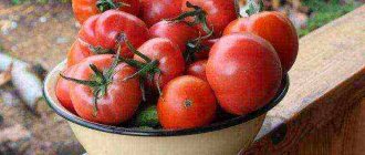 лучшие сорта детерминантных помидоров