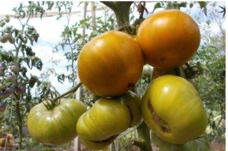 Лучшие сорта помидоров ультрараннего срока созревания