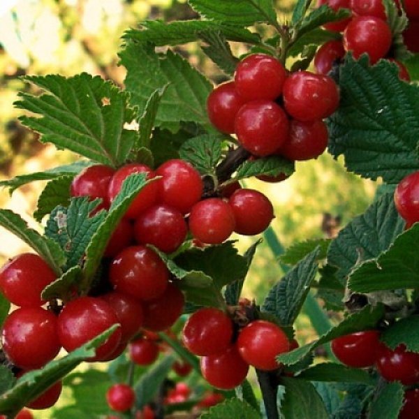 Лучшие сорта вишни для Сибири - 25 самых крупных, вкусных, сладких