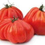 Любимец фермеров среди помидоров: томат Бычье сердце, характеристика и описание сорта