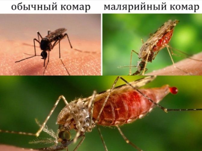 малярийный комар отличается от обыкновенного