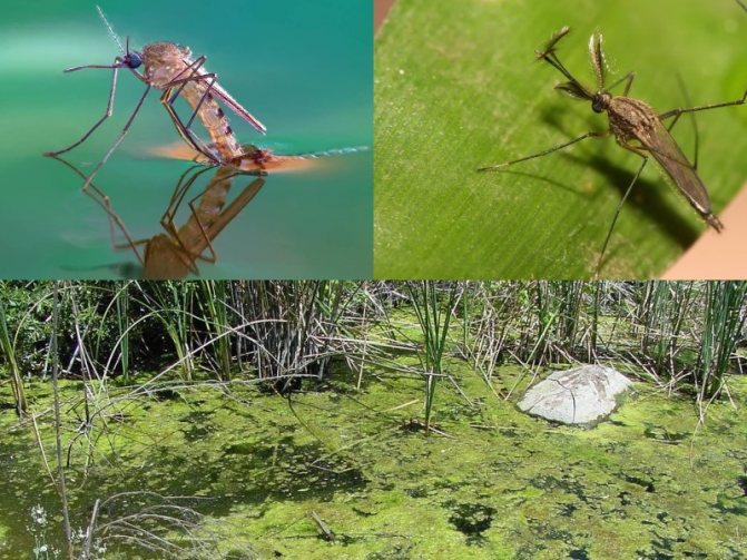 малярийный комар среда обитания