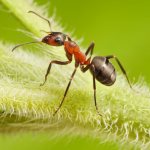 Манка против муравьев