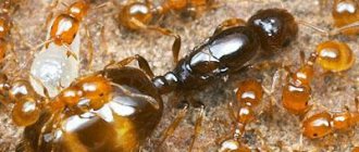 Матка муравьиная