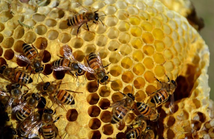 мед и пчелы