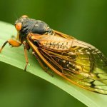 Меры борьбы с цикадой
