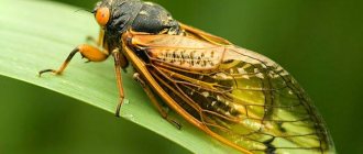 Меры борьбы с цикадой
