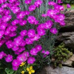 Многолетняя альпийская гвоздика: выращивание из семян, фото