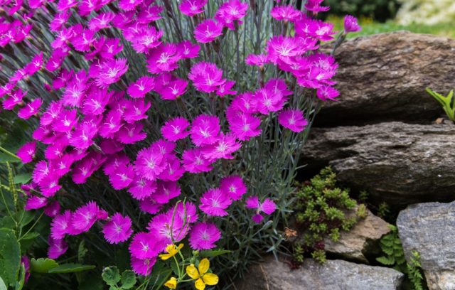 Многолетняя альпийская гвоздика: выращивание из семян, фото