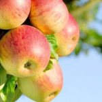 Мочёные яблоки: рецепт в домашних условиях в бочке