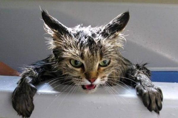 мокрая кошка