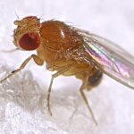 муха дрозофила живет от 10 до 20 дней