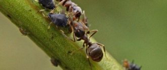муравьи поедают вредителей