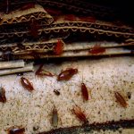Мусор и грязь, с которыми попадают тараканы в квартиру