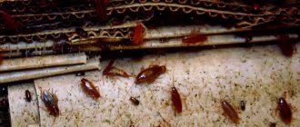 Мусор и грязь, с которыми попадают тараканы в квартиру