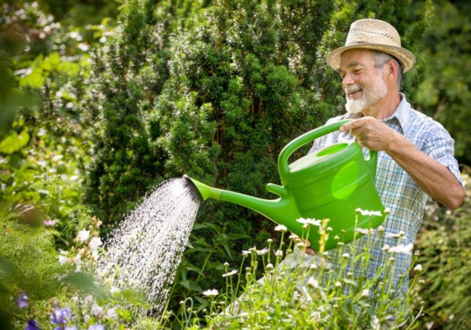 Мужчина поливает растения в саду