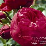 На фото – розы Royal Piano, входящие в серию ностальгических пионовидных сортов Tantau