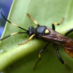 Наездники - полезные насекомые энтомофаги