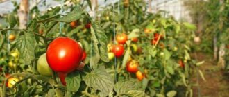 Наиболее часто с целью выращивания томатов используются теплицы на основе поликарбоната